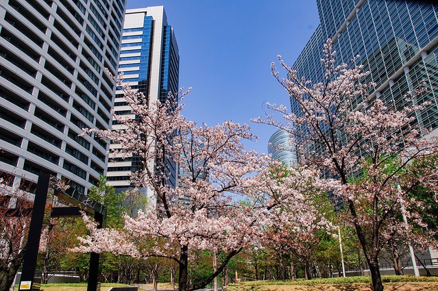 桜を綺麗に撮るためですよ。　