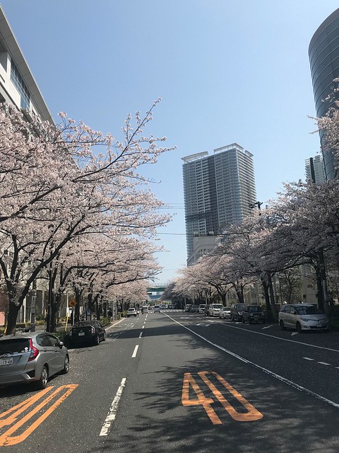 桜とPT晴海??
