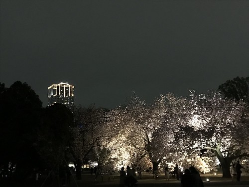 新宿御苑の夜桜ライトアップと富久クロス