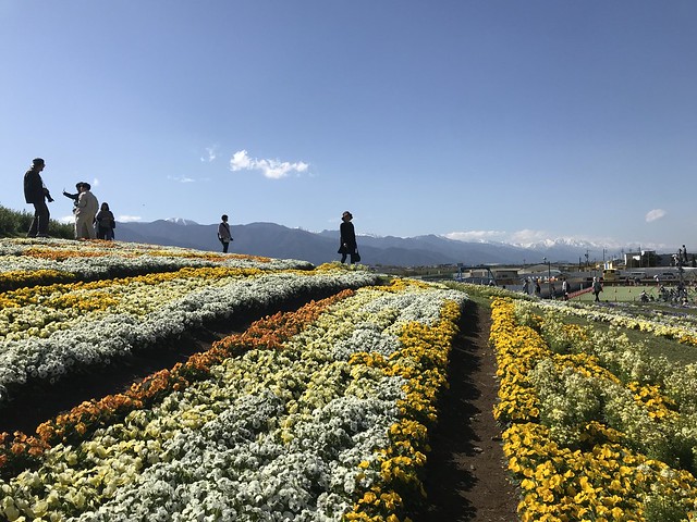 松本まで 信州花フェスタを見に来ましたよ