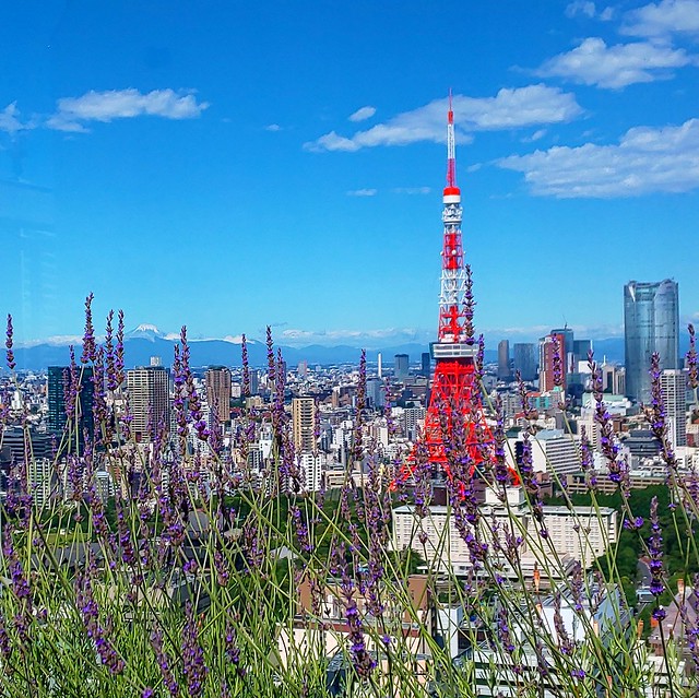 夏草はえる屋上庭園からのタワーと富士山写...