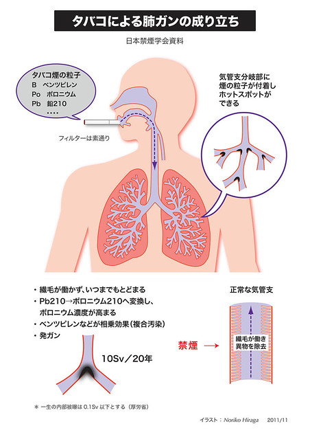 肺ガンにどう関連しているか、次の図を見れ...