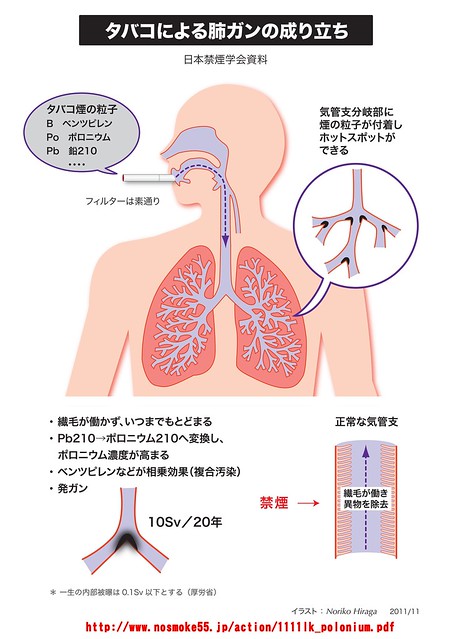 ポロニウムが肺ガンの原因の一つになってい...