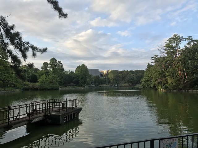 本日散歩がてら千里南公園の池の逆側から撮...