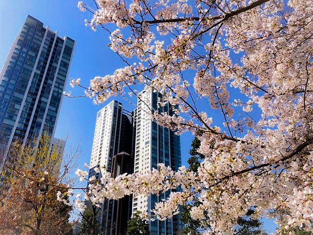 青い空と青い壁に桜のピンクが良く映えます...