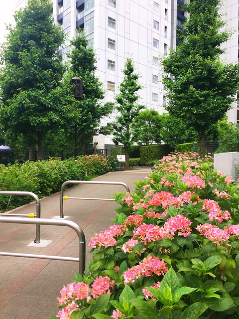 浜松町の高級マンションは大緑地帯に直結し...