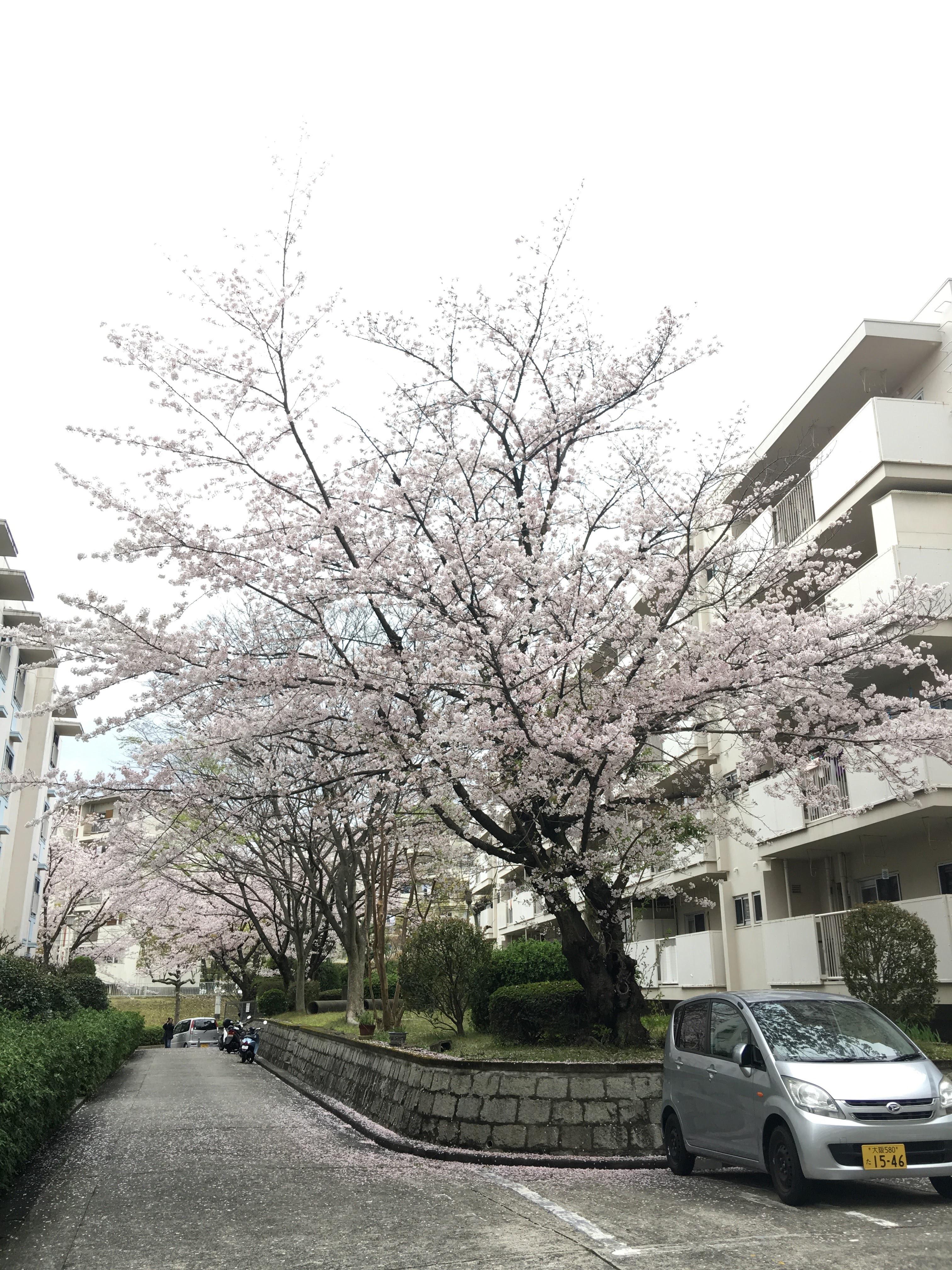 敷地内の桜の木