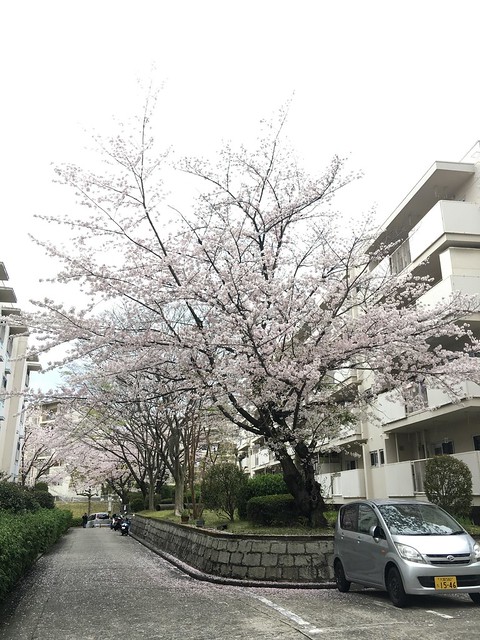 敷地内の桜の木