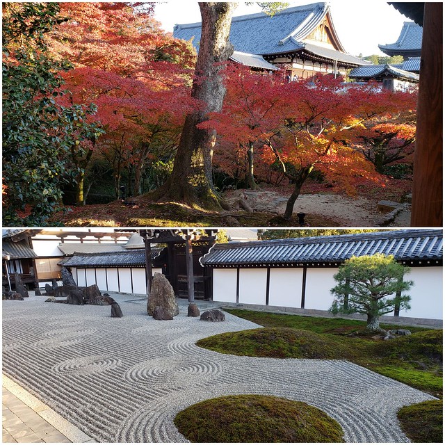 東福寺に枯山水の庭が有るとは存じ上げませ...