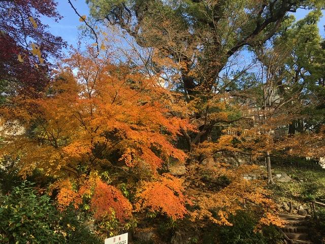 まあまあ、須藤公園の紅葉でも見て落ち着き...