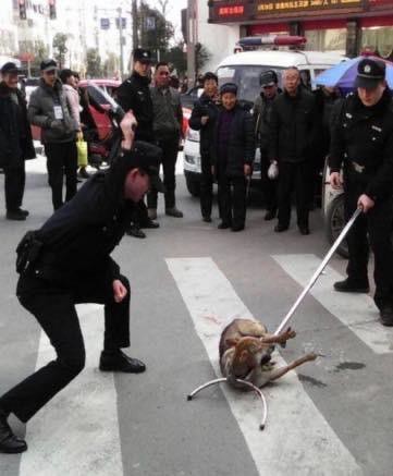中国北京政府は新しい「養犬令」を実行した...