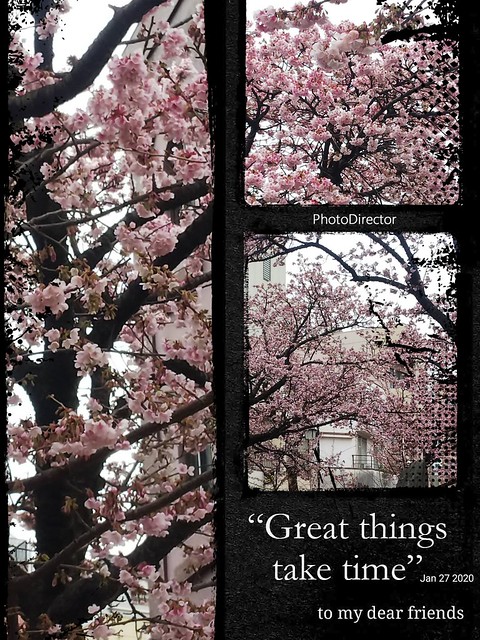 日本で一番早い熱海の桜　満開です(^_^...