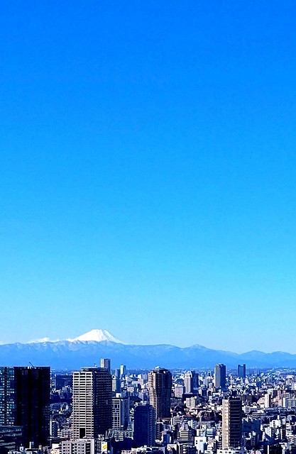 今朝は快晴、久しぶりに富士山をくっきり見...