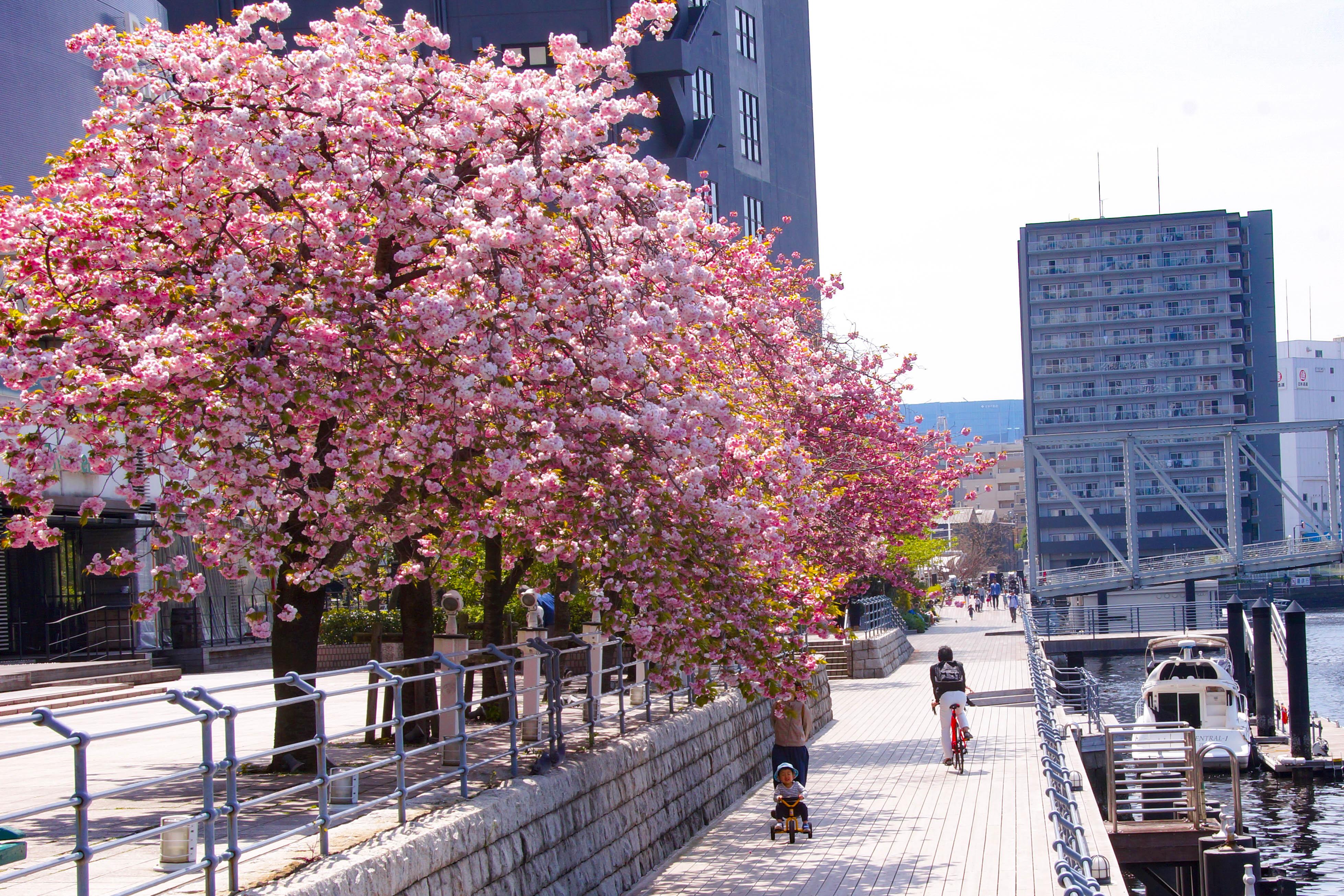 もうすぐまた満開の桜が咲く遊歩道を歩いて...