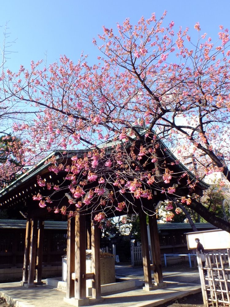 今日の写真、品川荏原神社の寒緋桜が満開を...