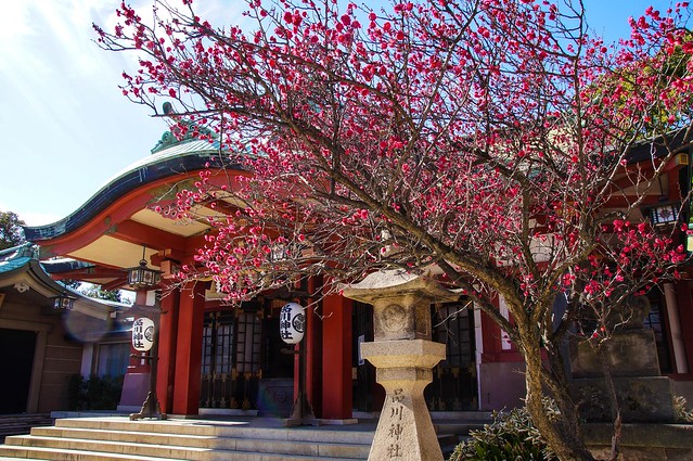 品川神社も梅が満開