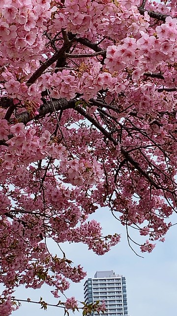 城址公園の河津桜が満開でとても綺麗でした...