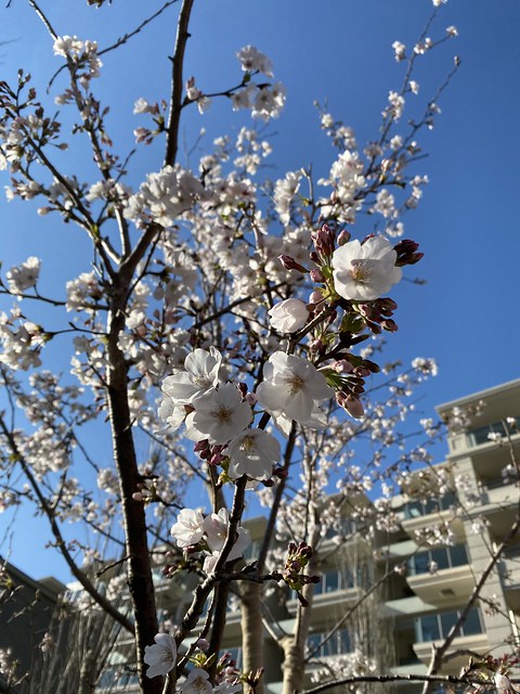 マンションの桜も咲きはじめてきましたねー...