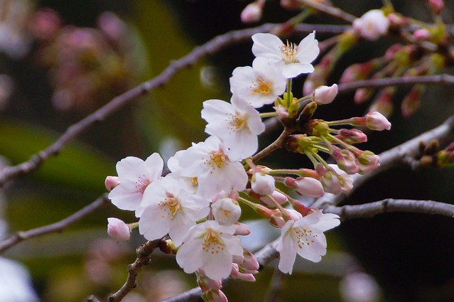 早くも港南緑水公園の桜が開花しました！！