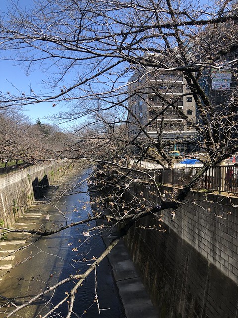石神井川の桜です。まだ二分咲きくらいでし...