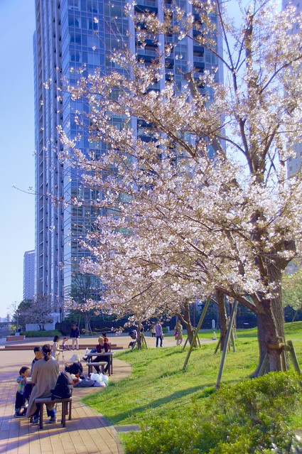 桜ならマンション直結の画像でよろしく！