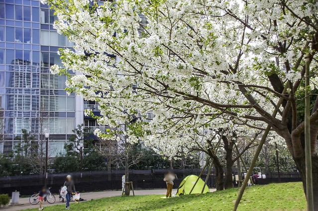 実質的にマンション敷地の公園では桜が満開...