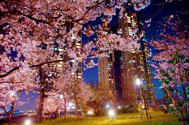 桜も咲き夜桜見物も出来る公園に直結のマン...