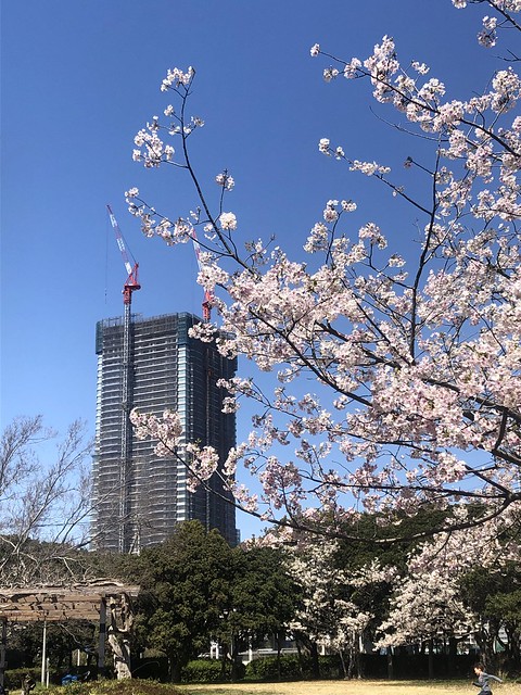 交通公園から撮りました。桜は6分咲きくら...
