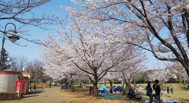 福岡堰の桜、見ごろを迎えました。お店は、...