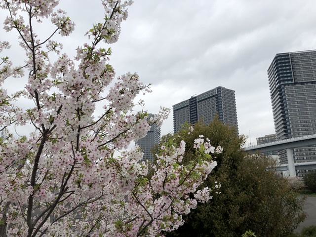 桜も満開ですー