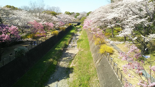 昭和記念公園が休園になりました。休園前の...