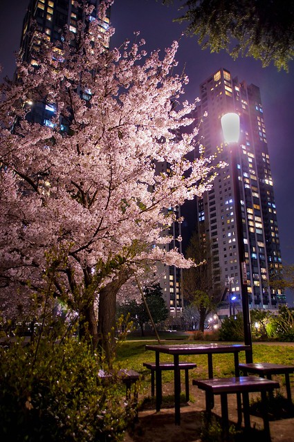 ベンチで一休みするのも良し、夜桜のお花見...