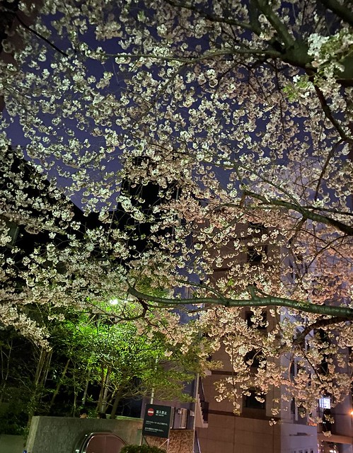 神谷町夜桜