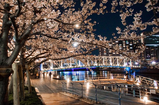 桜が満開の季節は特に夜景が美しい。　