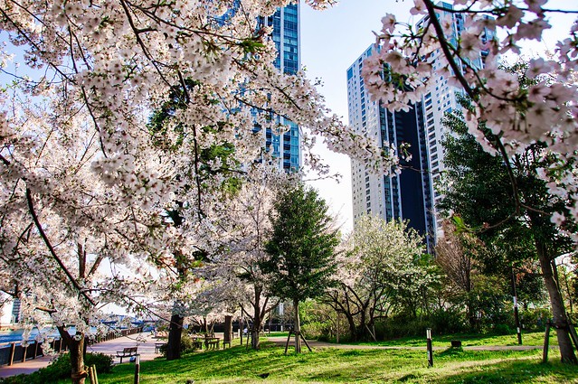 桜が咲く公園にたたずむタワーマンション。