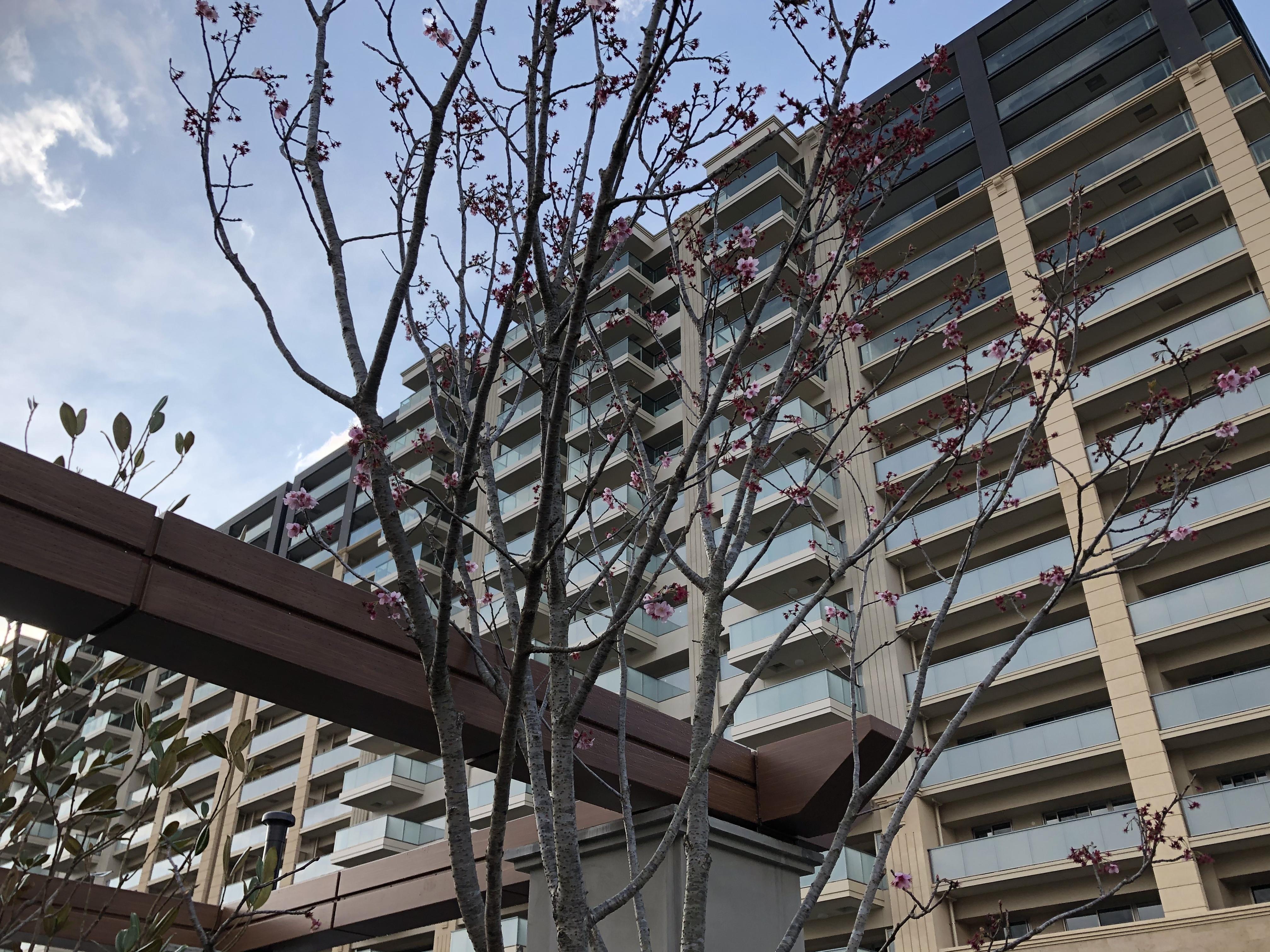駐車場の一画に桜が植えてあるようです