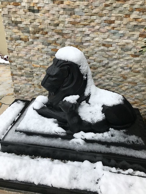 ライオンに雪です