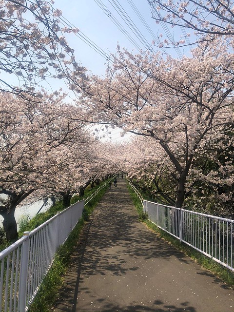 花見川サイクリングロードの桜です。