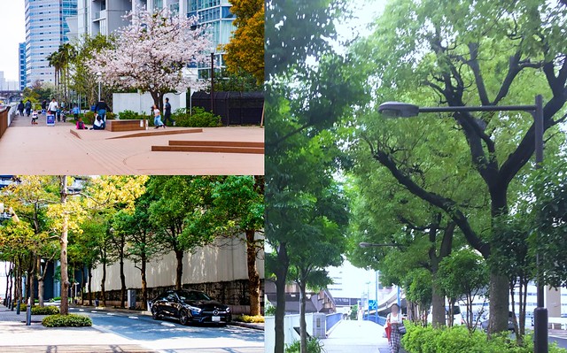 浜松町はさすが都心のビル街ですね。桜や樹...
