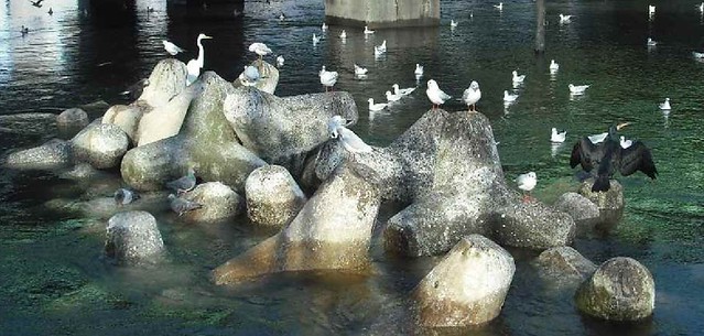 運河には様々な水鳥が飛来します