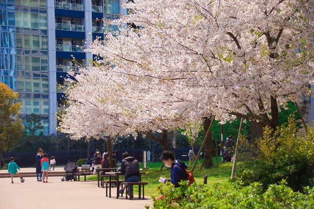 上野公園もお花見禁止、浜離宮も閉鎖でお花...