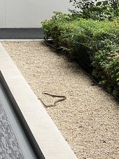 最近、大宮駅周辺の住宅街で蛇をみたことが...