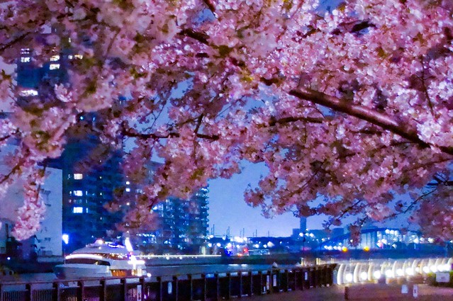 桜の季節は特に綺麗だね