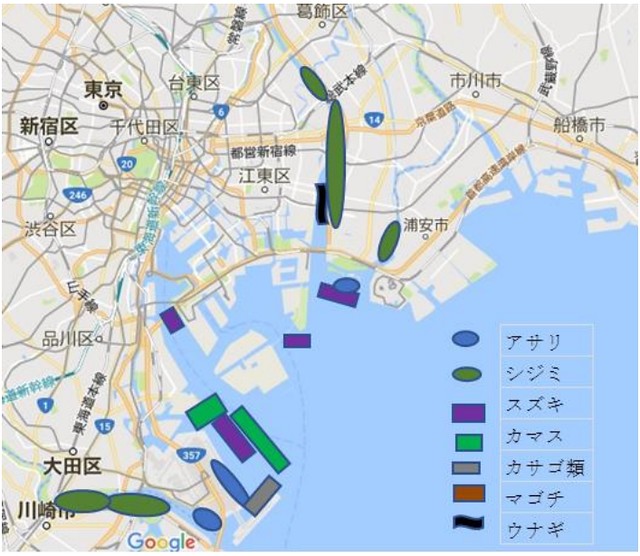 ちなみに、これが東京港のプロの漁師の漁獲...