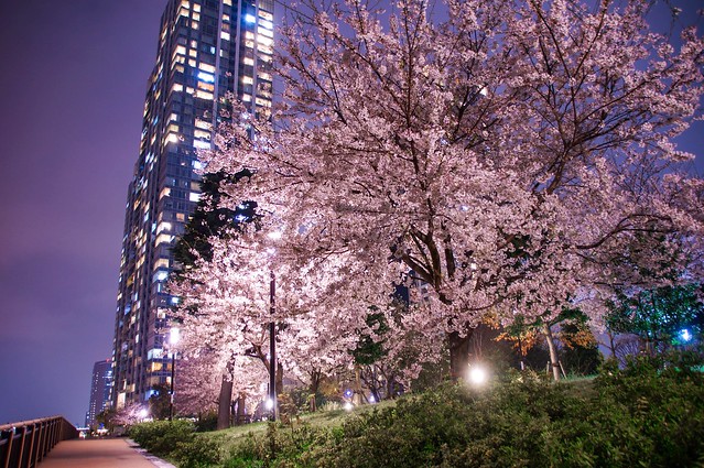 豊洲の桜の写真ヨロシク