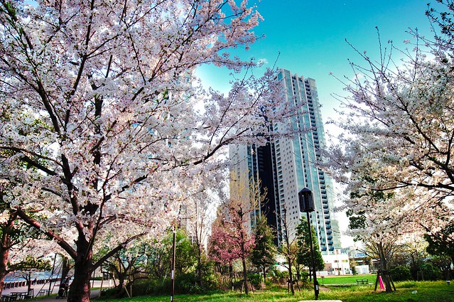 豊洲の桜ってどんな感じか写真お願いします