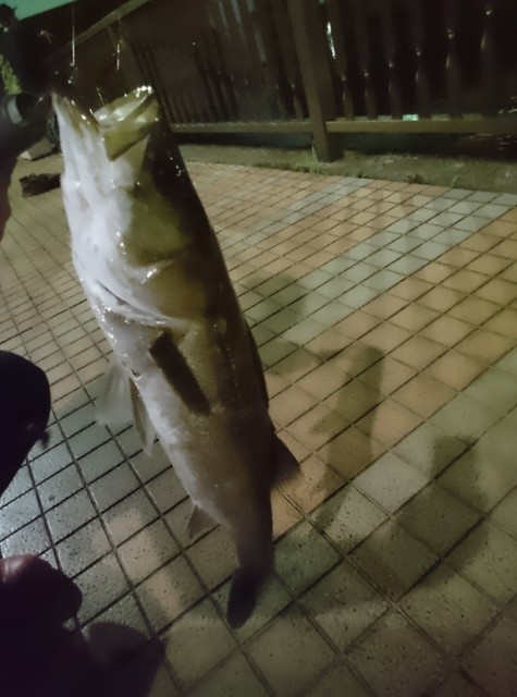 天王洲水門ではこんなのが釣れます