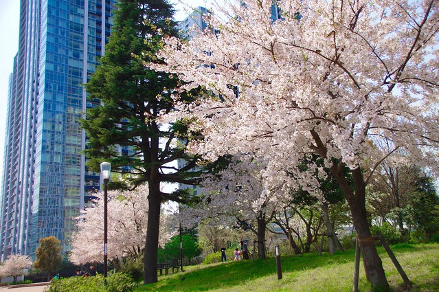 春には桜も咲く大きな公園に直結しているマ...