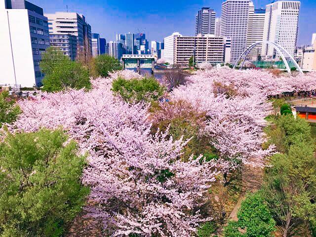 東品川海上公園は春には桜の名所として多く...