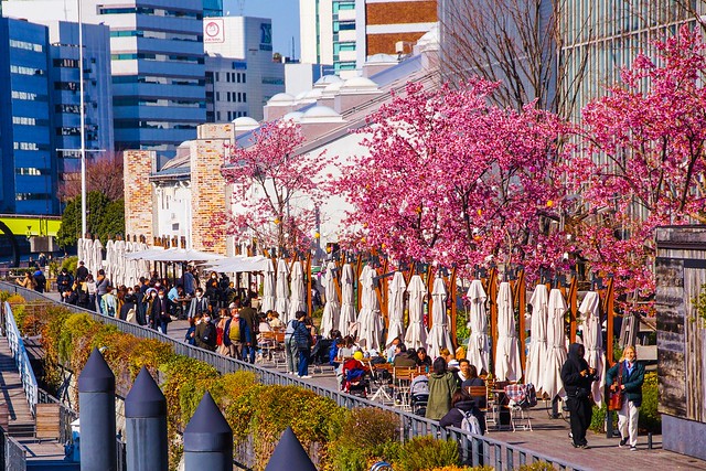 天王洲アイル第３水辺広場の河津桜が満開。...